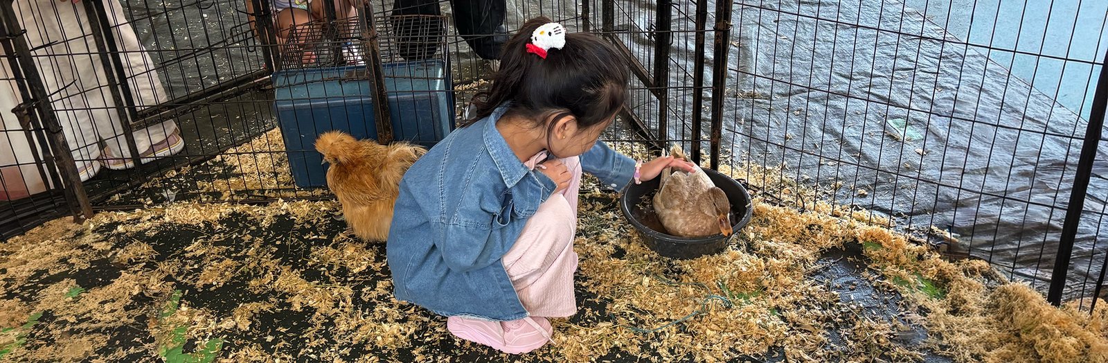 Student patting a duck in a coop.